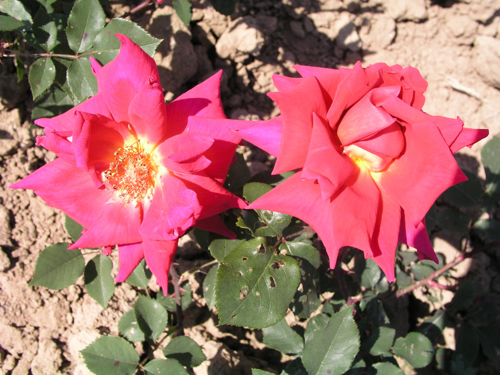 růže Grenadier