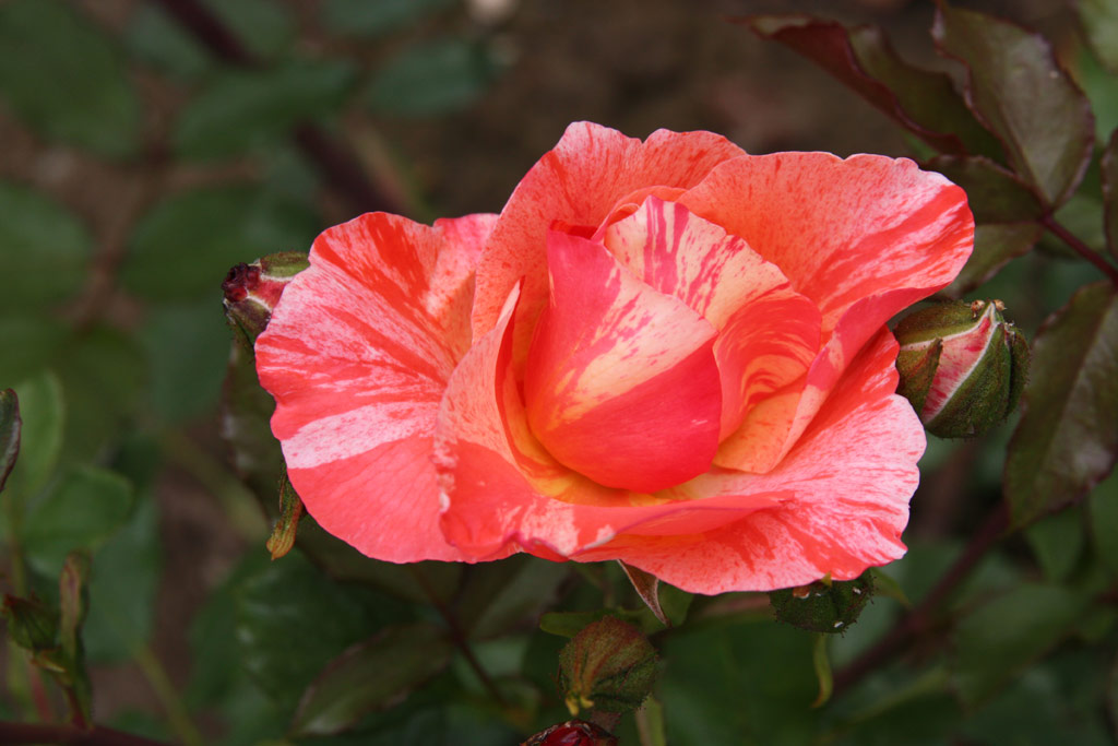 růže Grimaldi