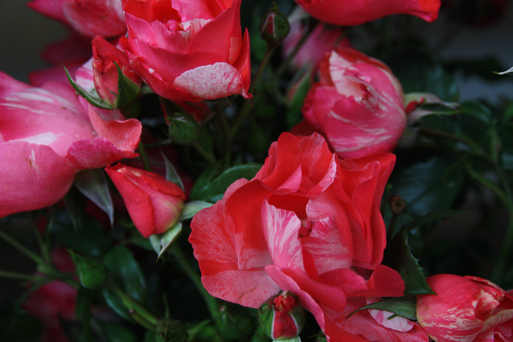 růže Grimaldi