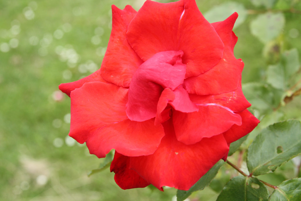 růže Grimpant Delbard