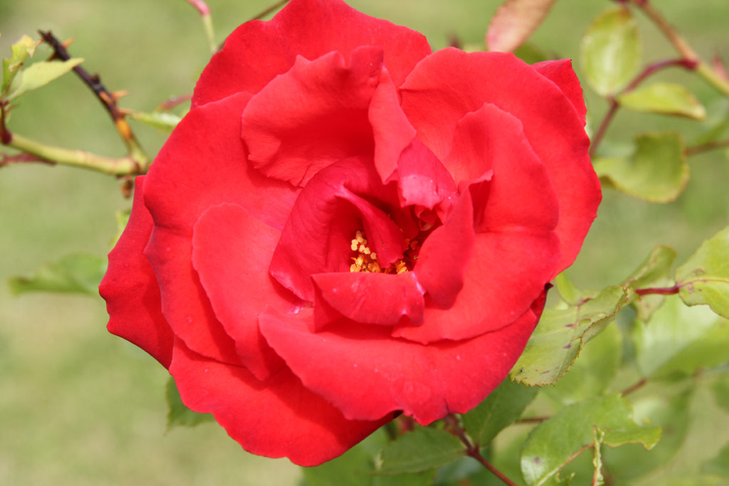růže Grimpant Delbard