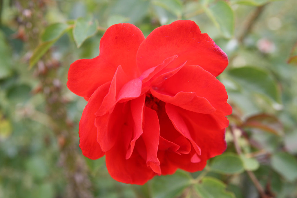 růže Grimpant Porthos