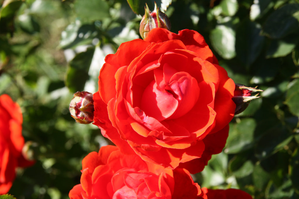 růže Grimpant Porthos