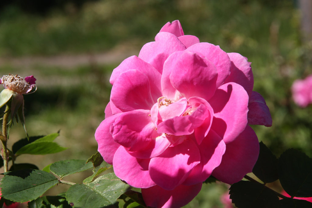 růže Griseldis (Geschwind)