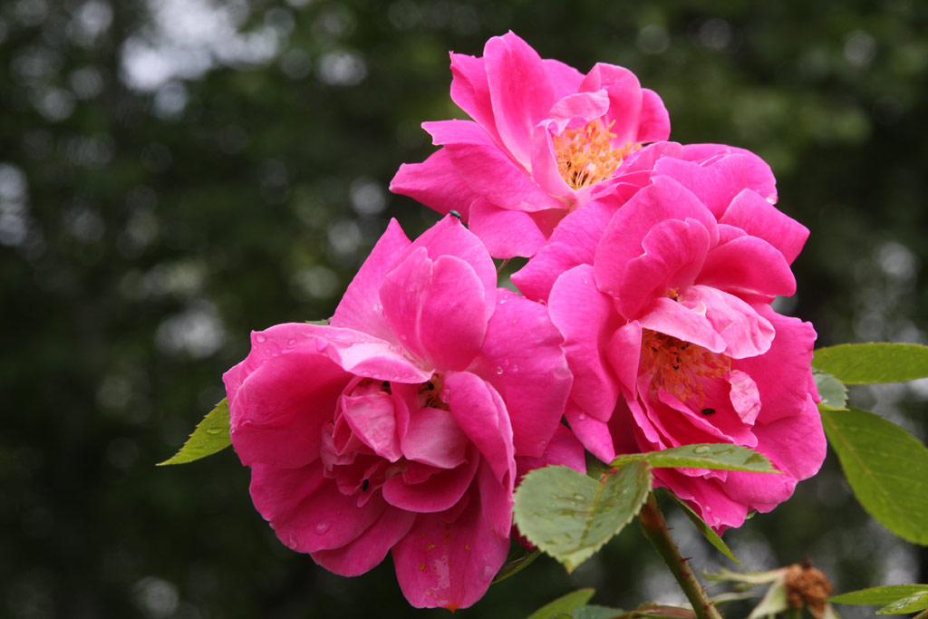 růže Griseldis (Geschwind)