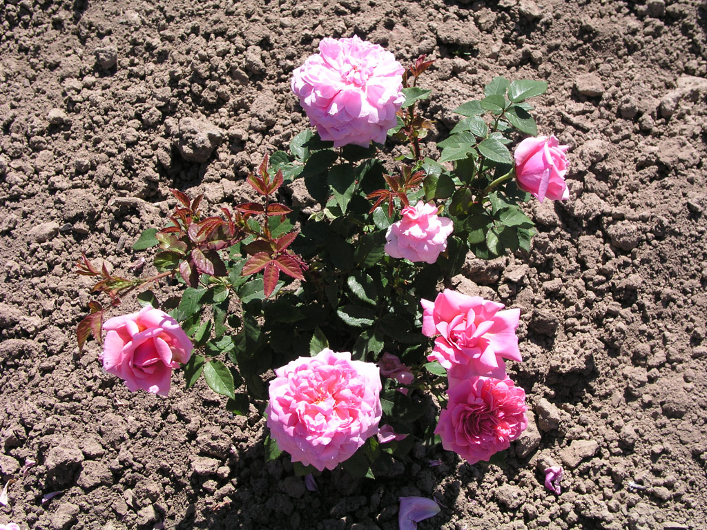 růže Gruppenknigin