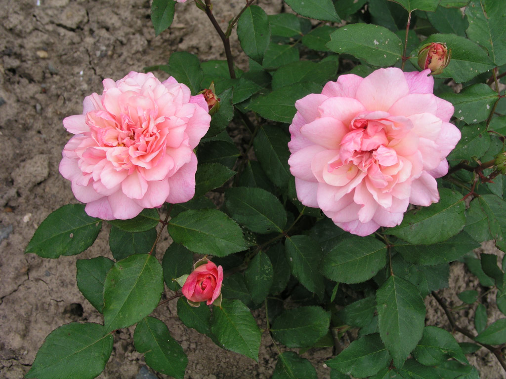 růže Gruss an Aachen