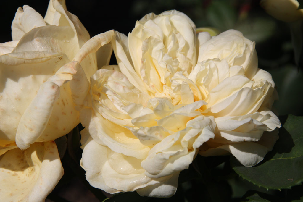růže Gruss an Friedberg
