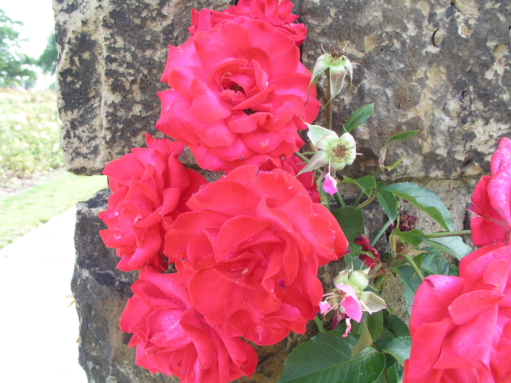 růže Gruss an Heidelberg