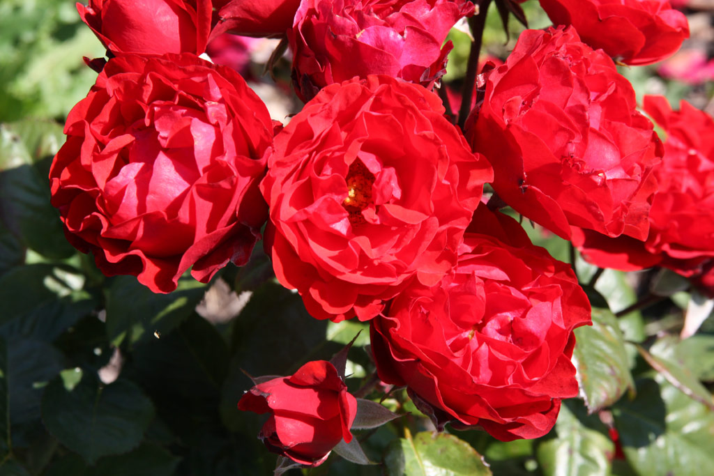 růže Gruss an Helgoland