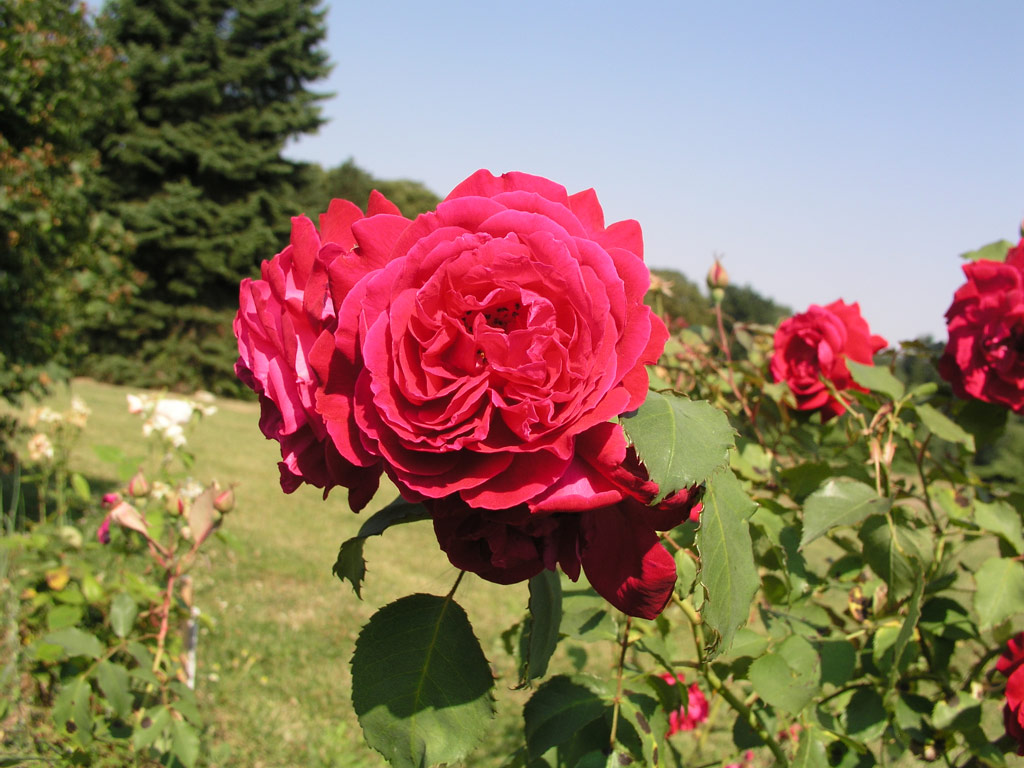 růže Gruss an Teplitz