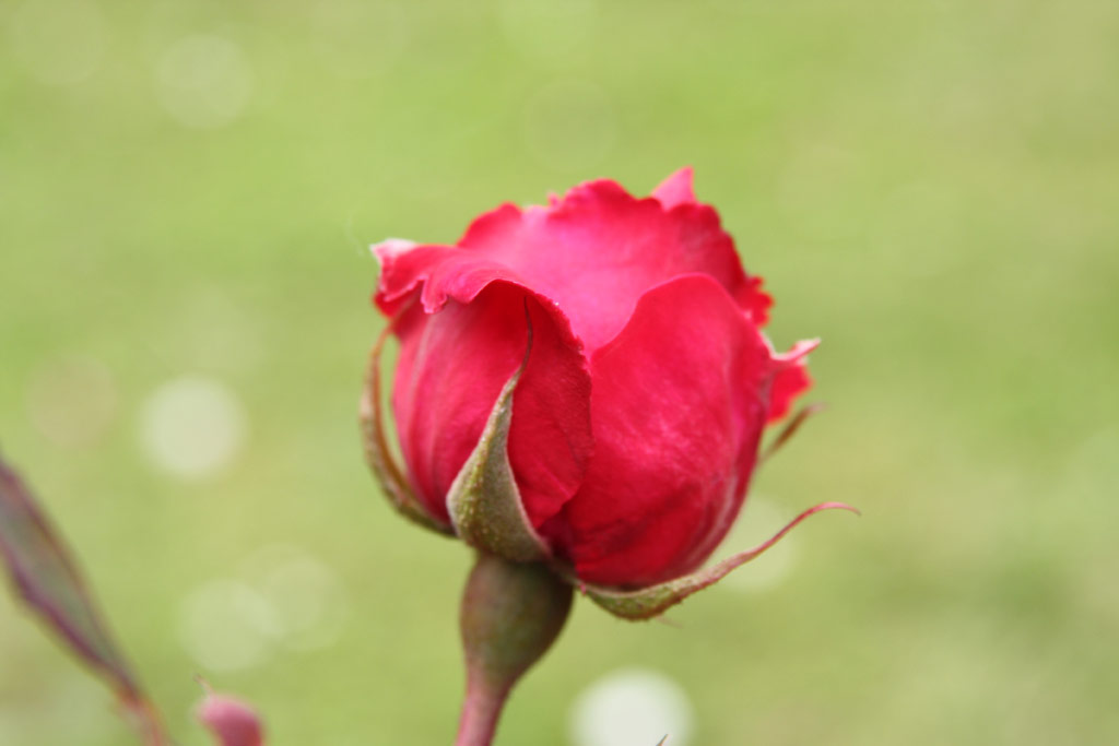 růže Gruss an Teplitz