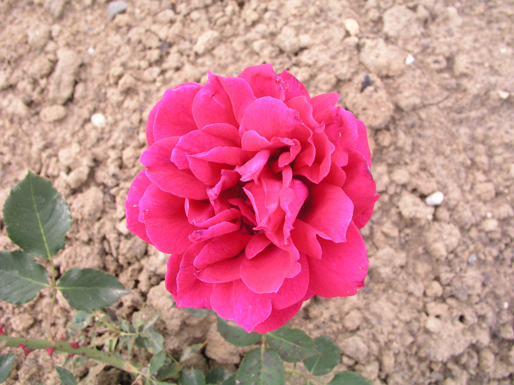 růže Guillaume Kaempff