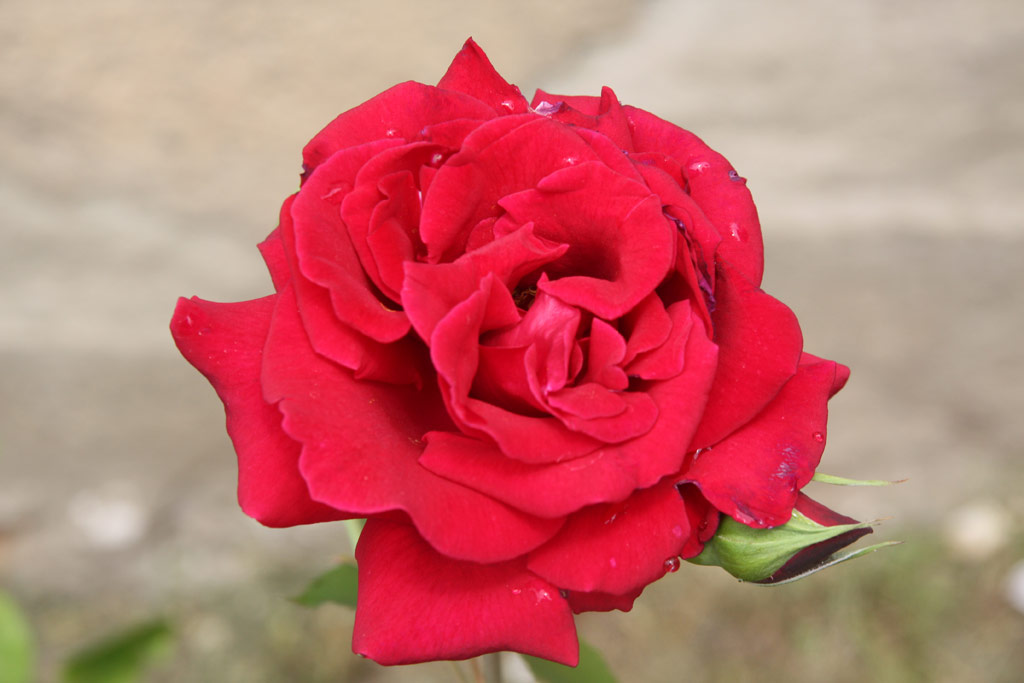 růže Guin�e