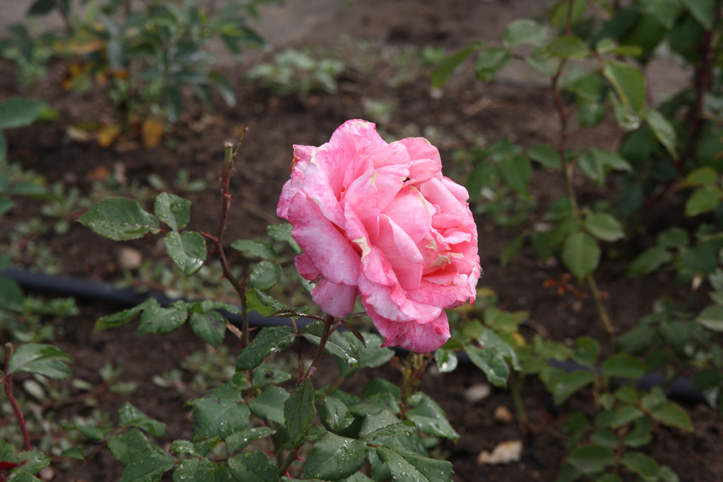 růže G�l Baba