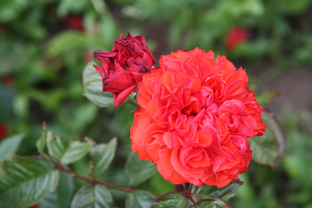 růže Gl Baba (Mrk)