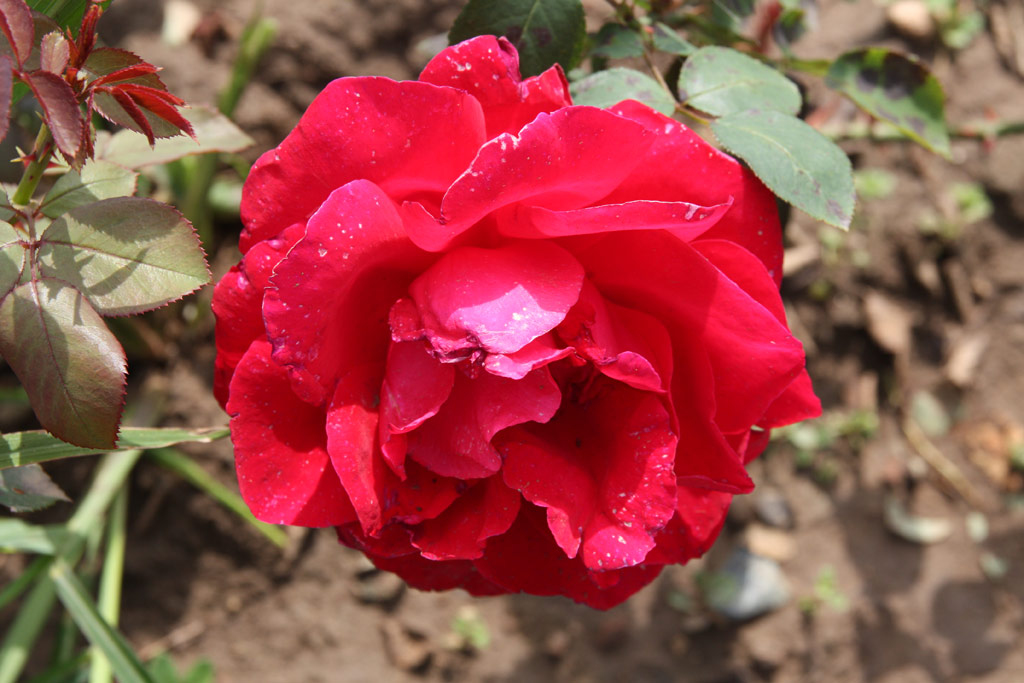 růže Gustav Mahler