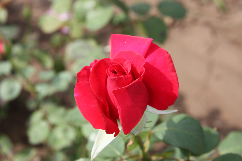 růže Gustav Mahler