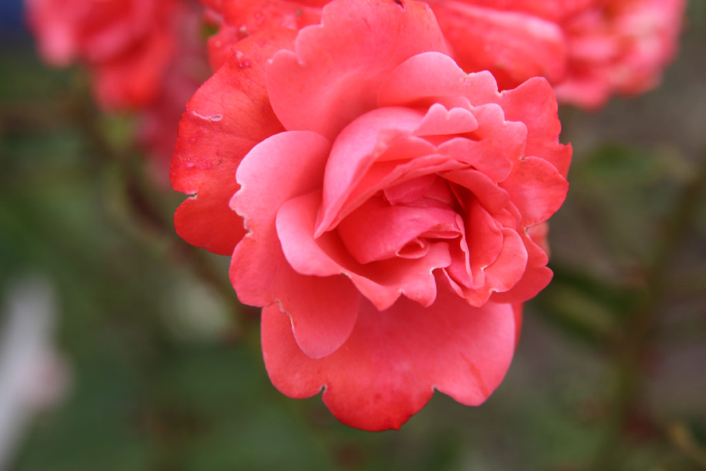 růže Gustav Strobel Emlke