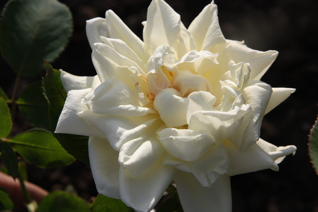 růže Gustel Lbner