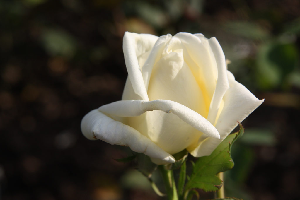 růže Gustel Lbner
