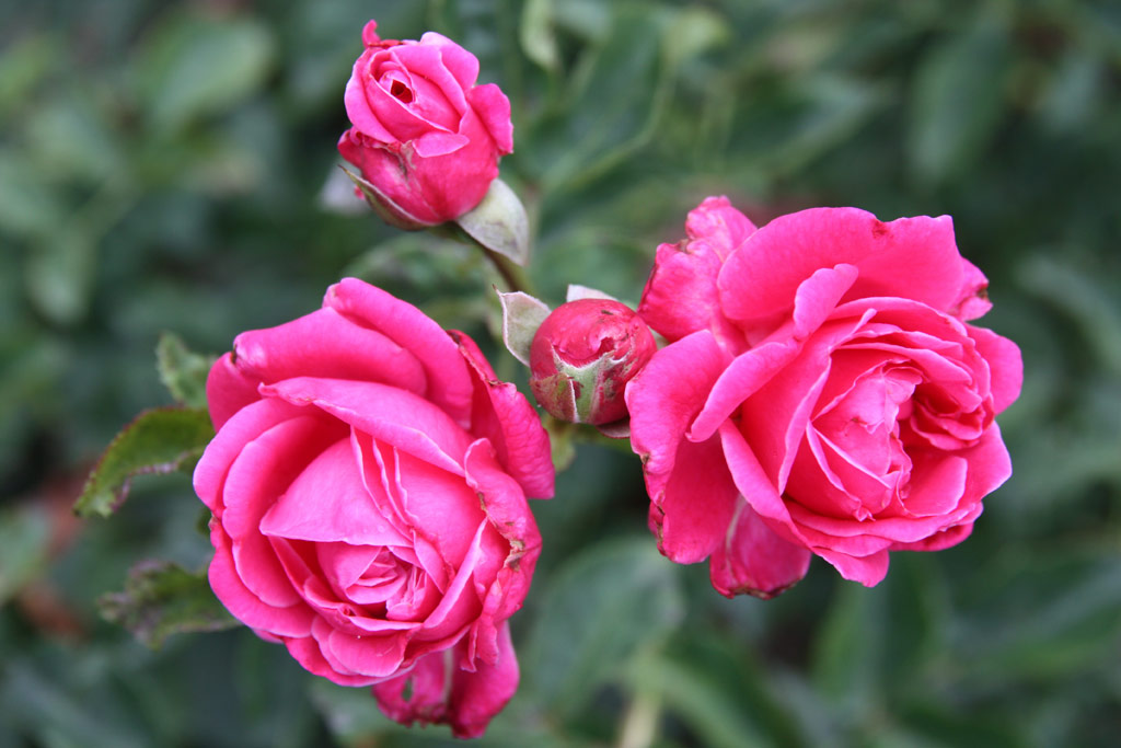 růže Gyrgyhaza Emlke