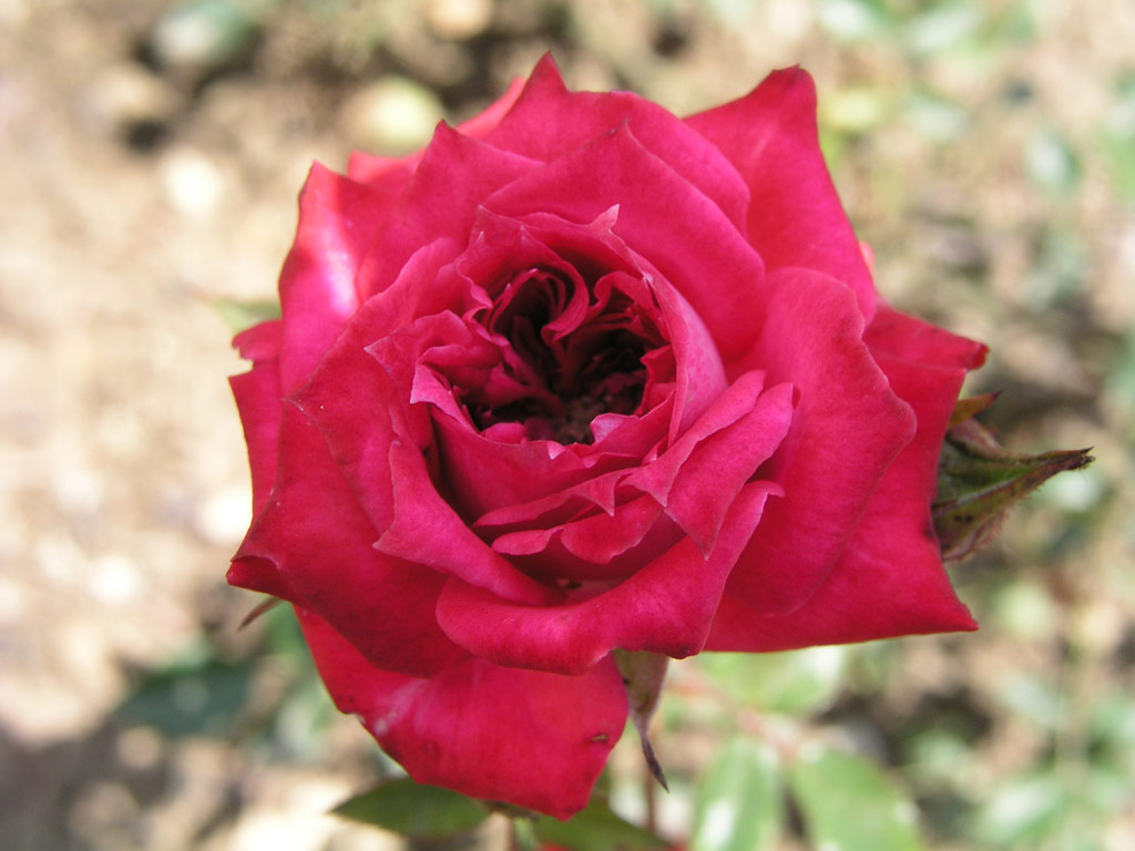 růže Gypsy Jewel