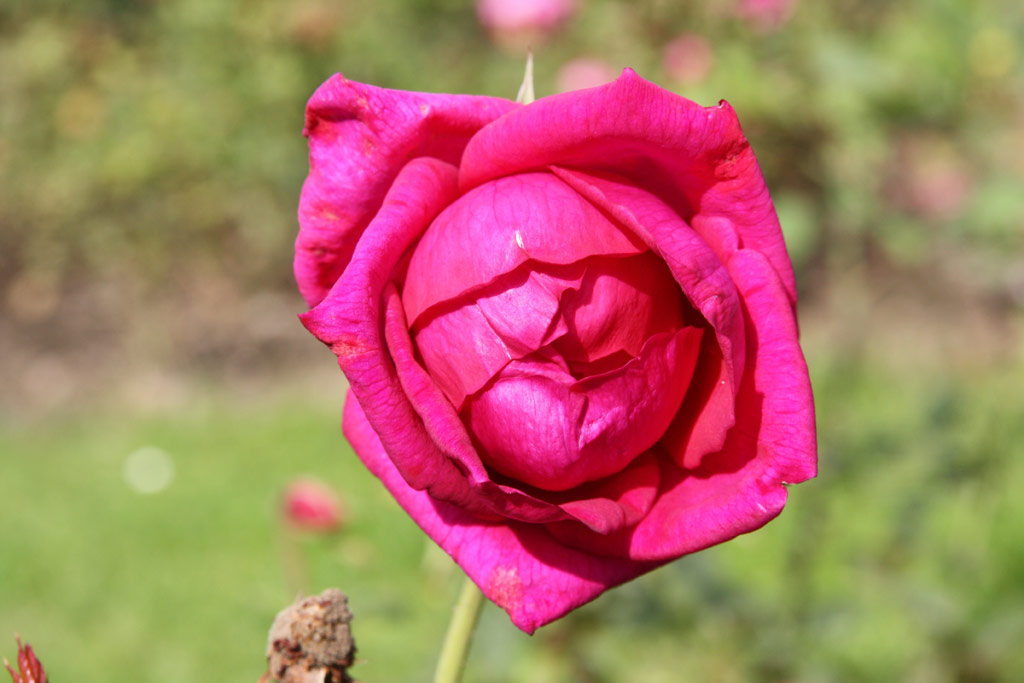 růže H. F. Eilers
