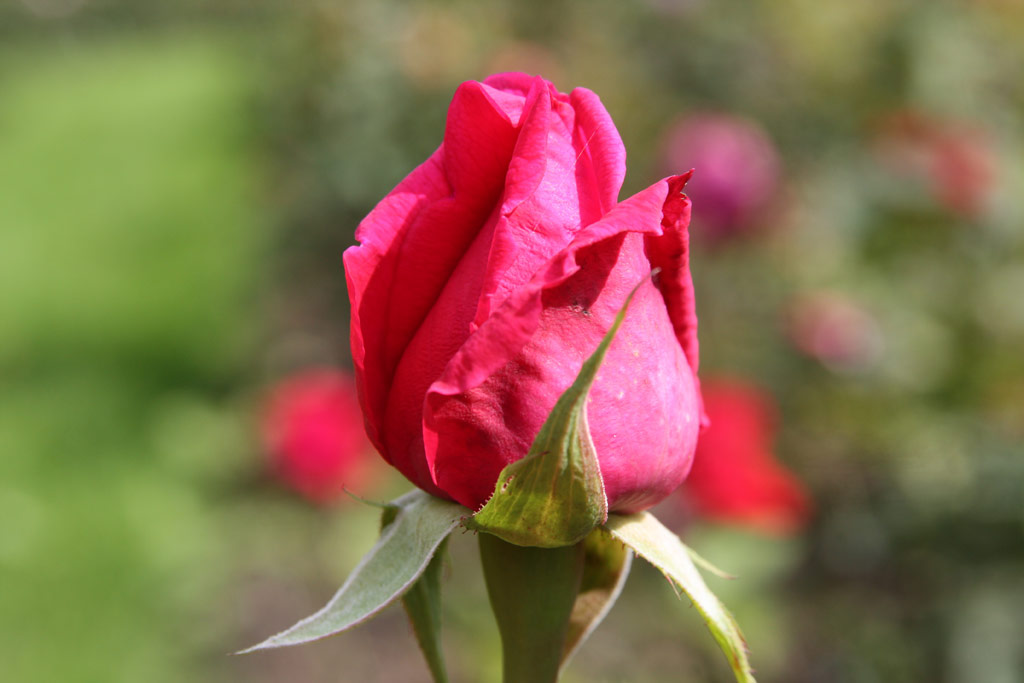 růže H. F. Eilers