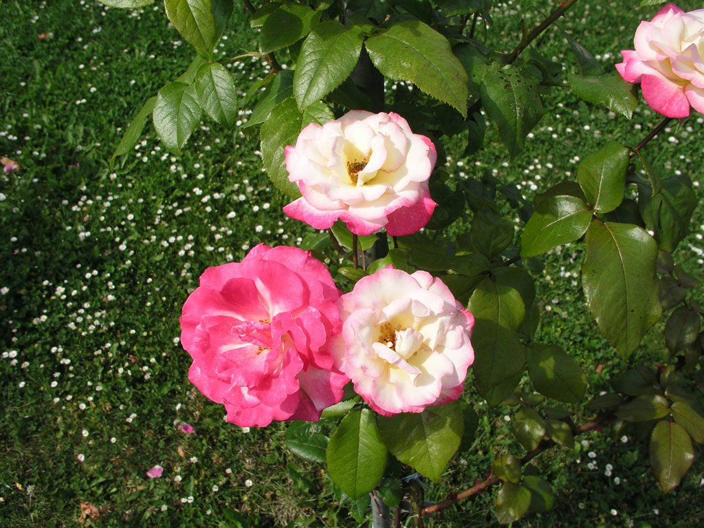 růže Hndel