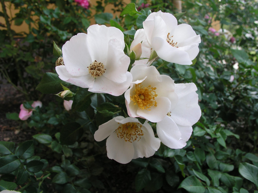 růže Hannovers Weisse