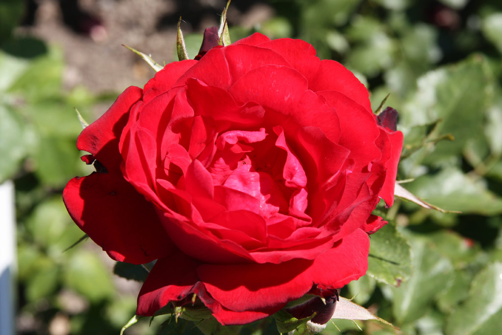 růže Hans Rosenthal