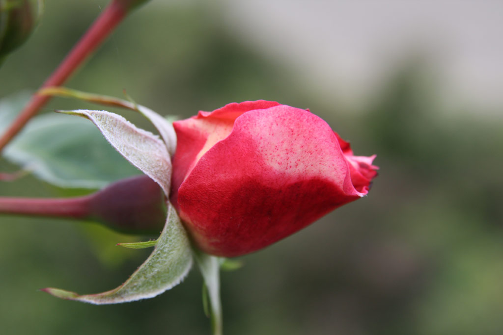 růže Harlekin