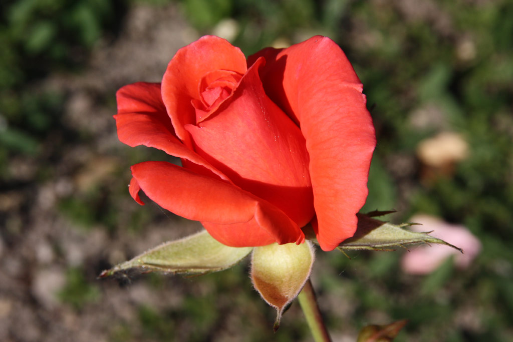 růže Harmonie (Vde?)