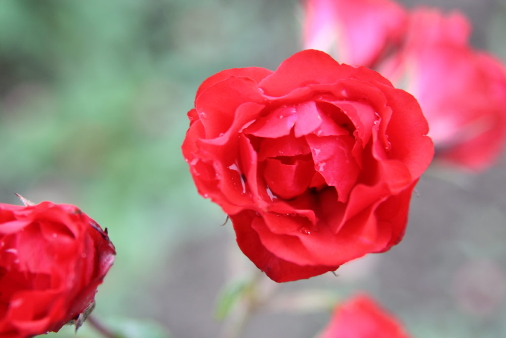 růže Hromszk