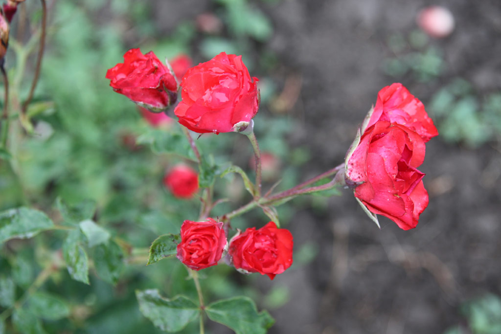 růže Hromszk