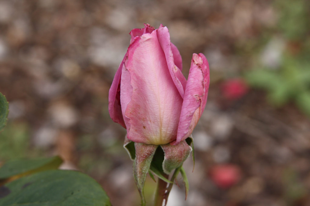 růže Harry Edland