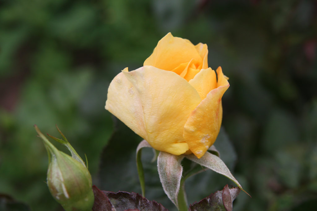 růže Harveline