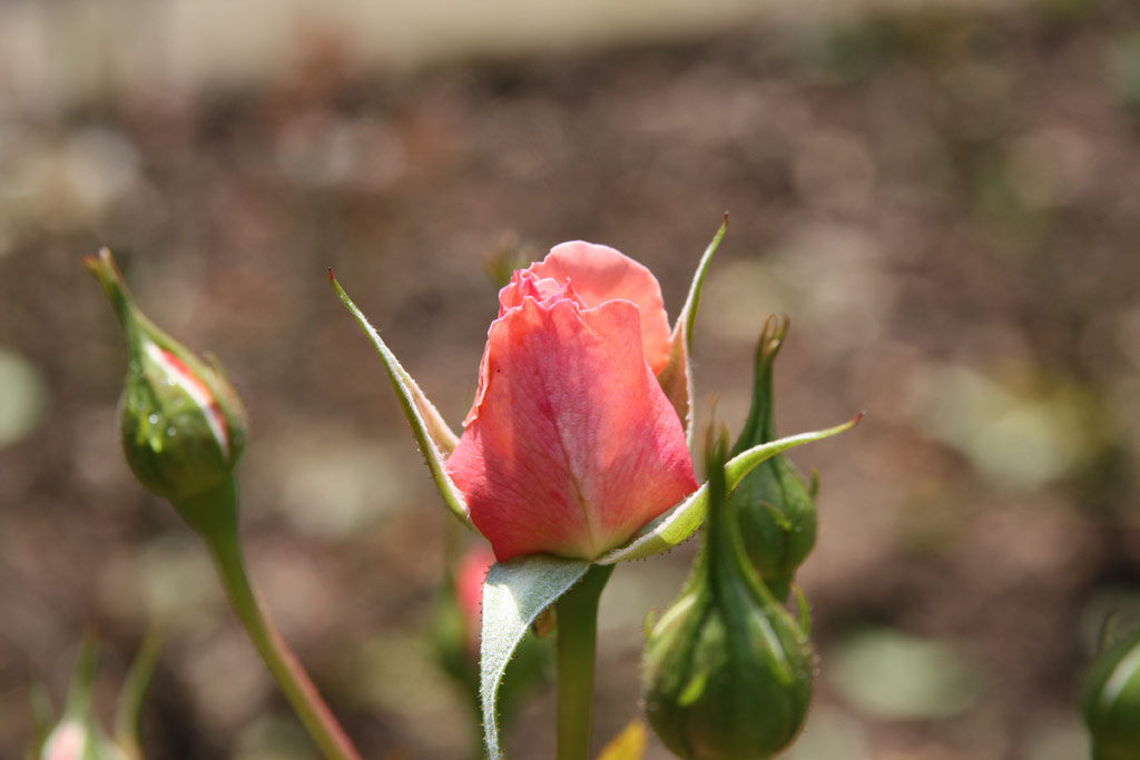 růže Heckenzauber