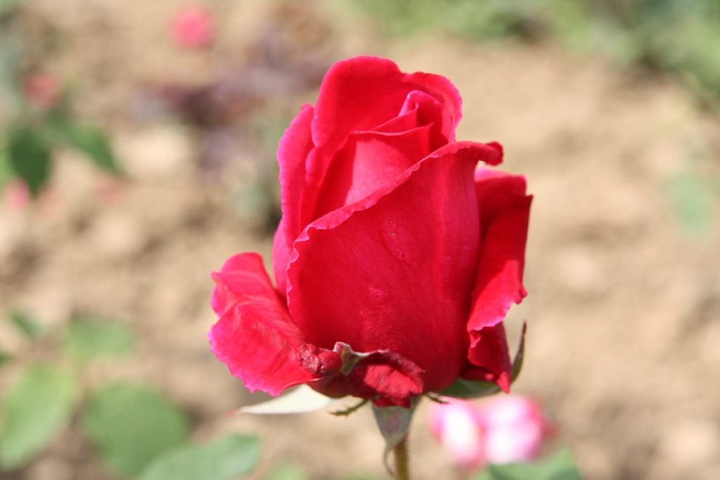 růže Hector Deane