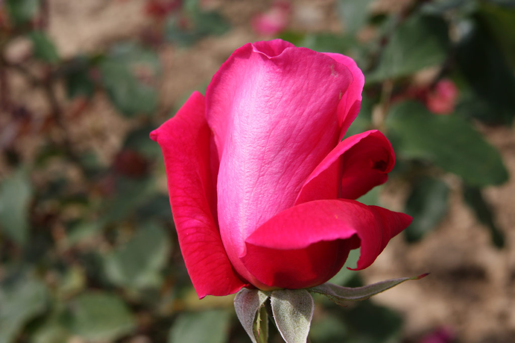 růže Hector Deane