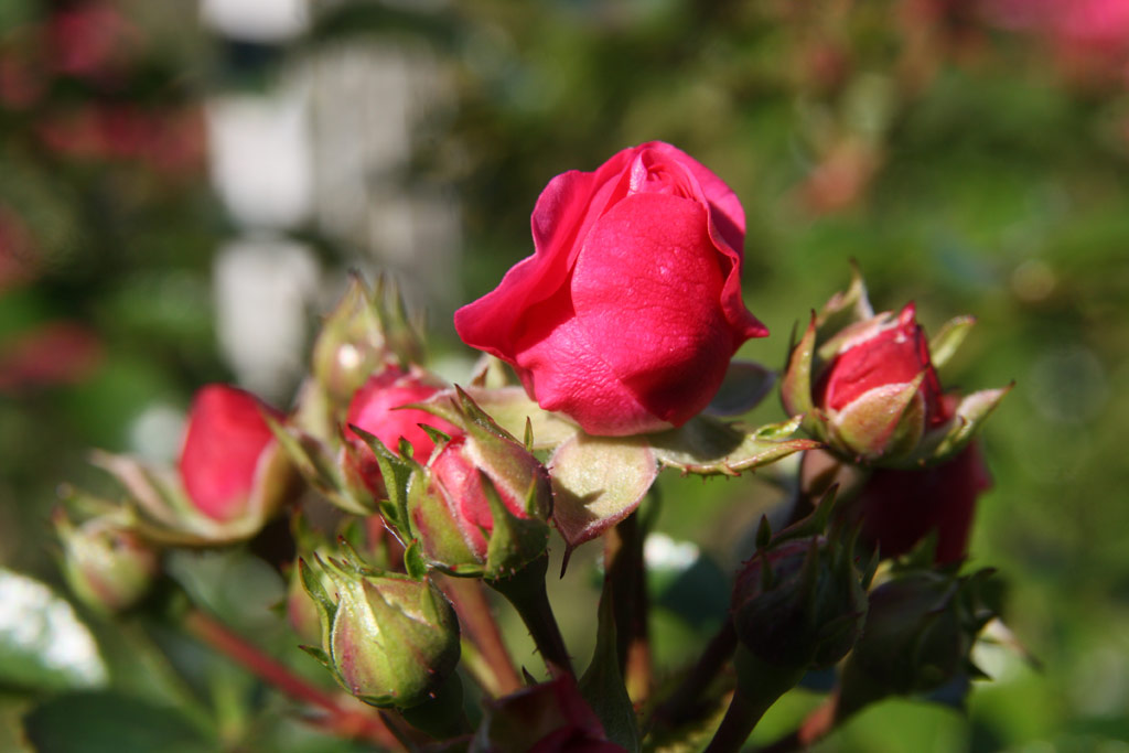růže Heidefee