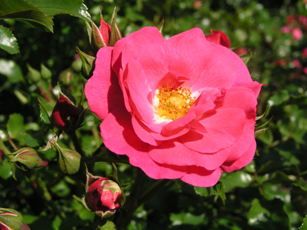 růže Heidetraum