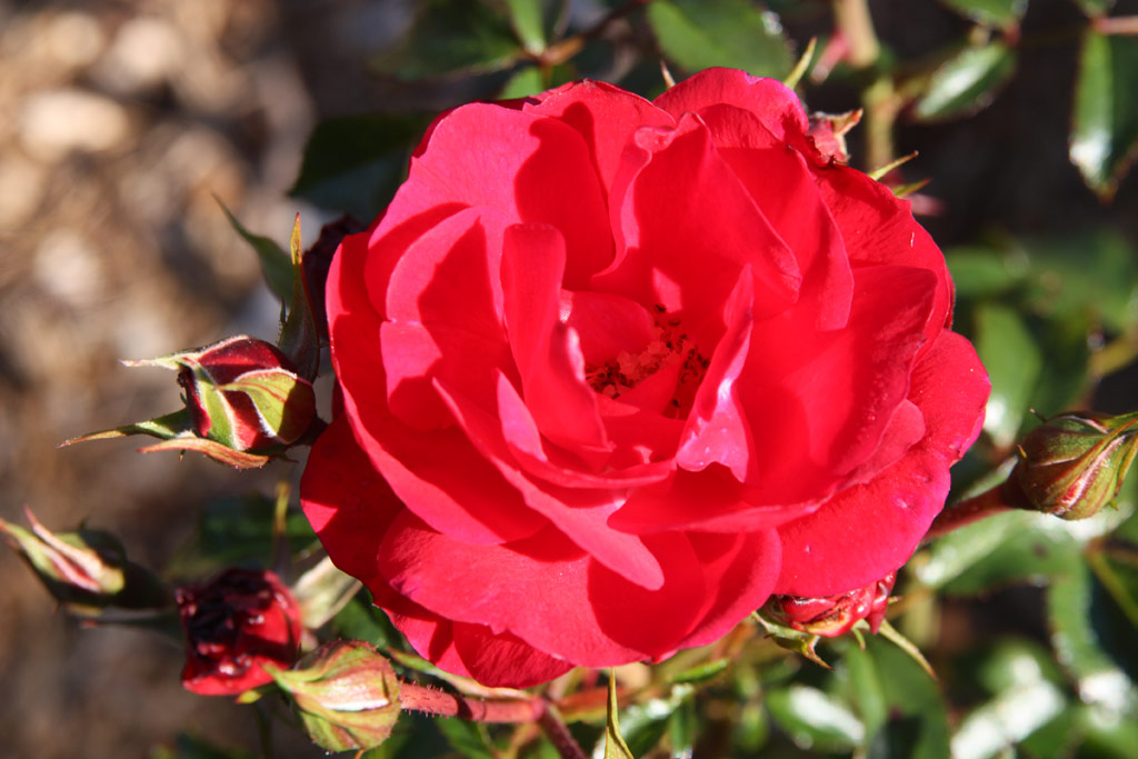 růže Heidetraum