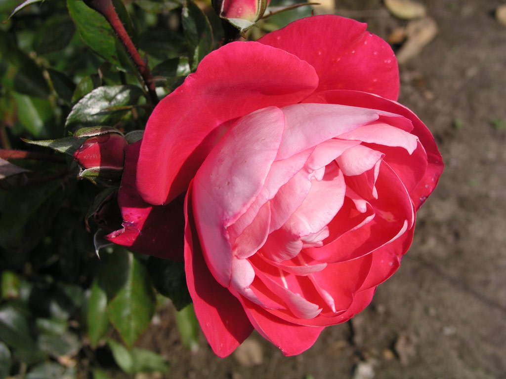 růže Heimatmelodie