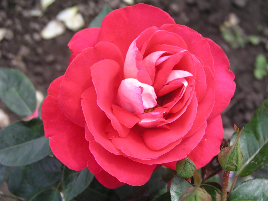 růže Heimatmelodie