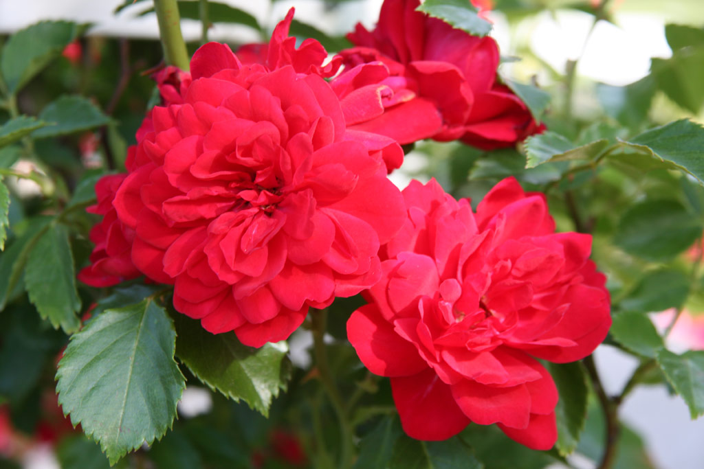růže Heinfels
