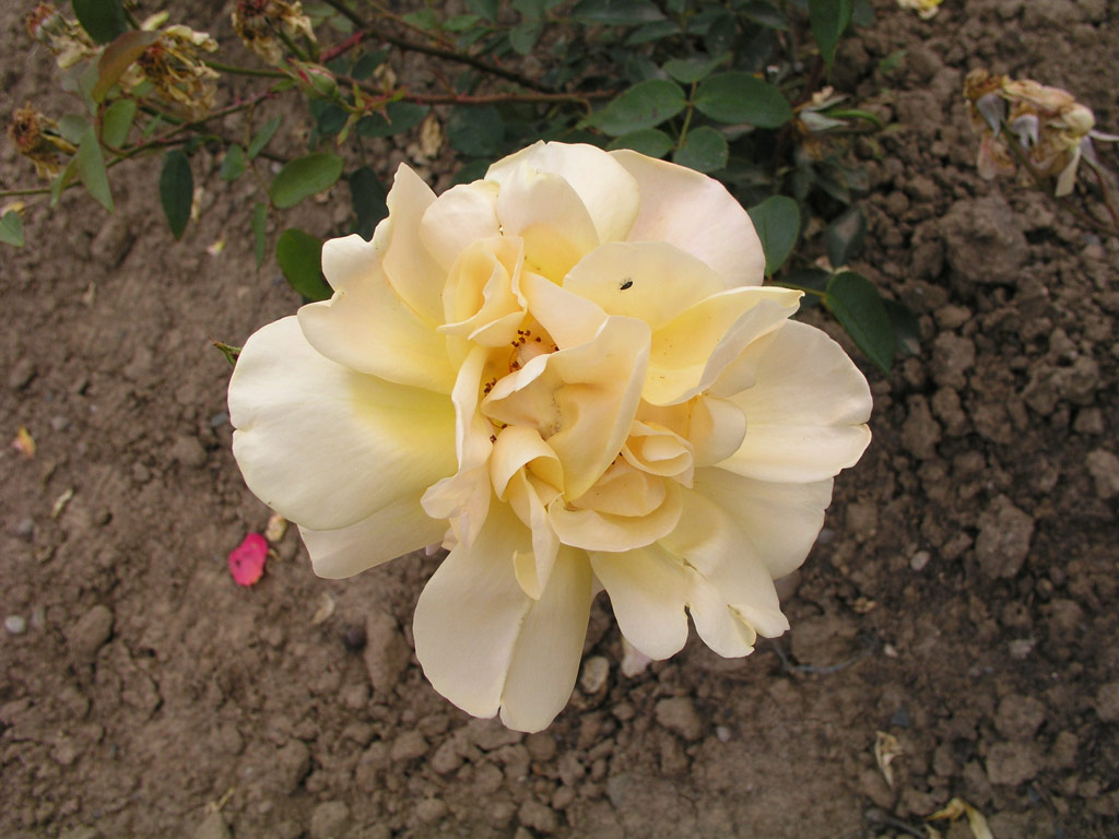 růže Heinrich Gaede