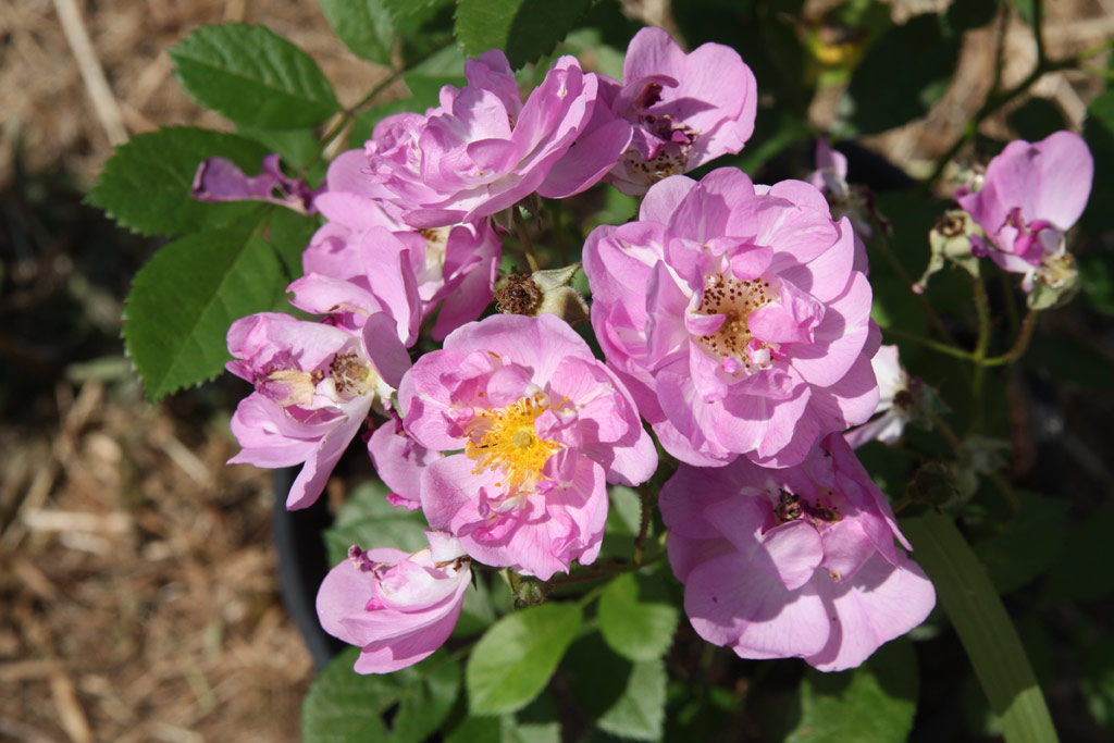 růže Heinrich Karsch