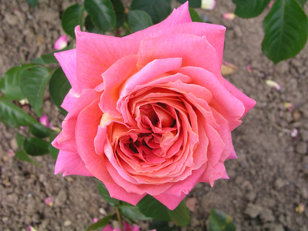 růže Heinrich Wendland